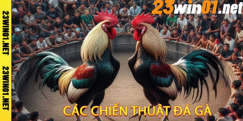 Đá Gà Cựa Dao 23win01