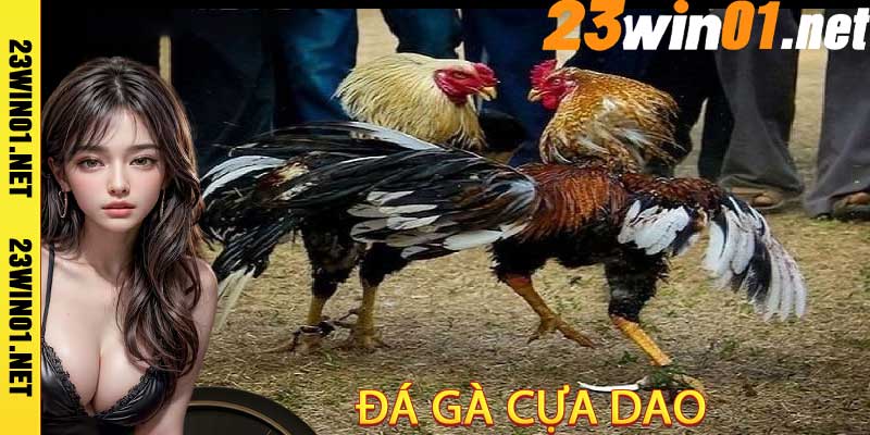 Đá Gà Cựa Dao 32WIN01