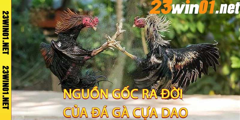 Đá Gà Cựa dao23win02